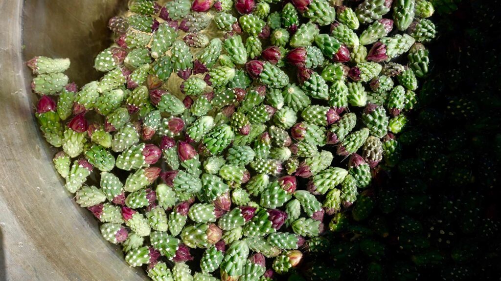 Discovering the Delightful Culinary Uses of Cholla Buds